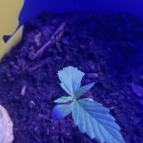 Cookies Gelato growlog photo: War draussen für ca 2h, jetzt Lampe da sie bisl instabil wirkt. Ein Blatt hängt drinnen. 
Wasser und ganz wenig Kaffeesatz-Wasserlösung 