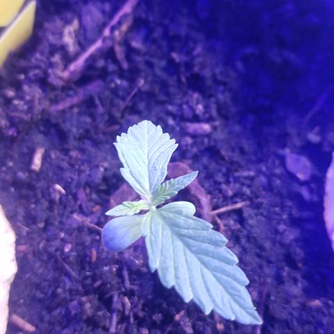 Cookies Gelato growlog photo: War draussen für ca 2h, jetzt Lampe da sie bisl instabil wirkt. Ein Blatt hängt drinnen. 
Wasser und ganz wenig Kaffeesatz-Wasserlösung 