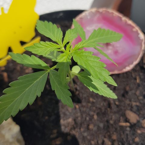 Northern Light growlog timeline photo