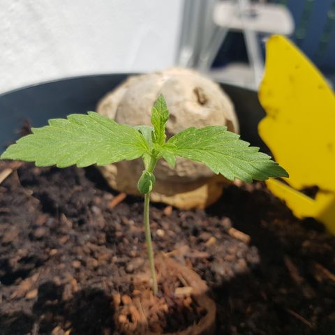 Cookies Gelato growlog timeline photo