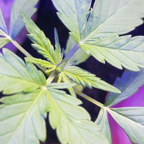 Northern Light growlog timeline photo
