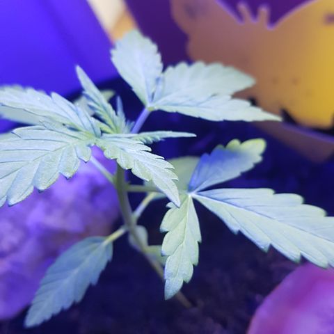 Northern Light growlog timeline photo