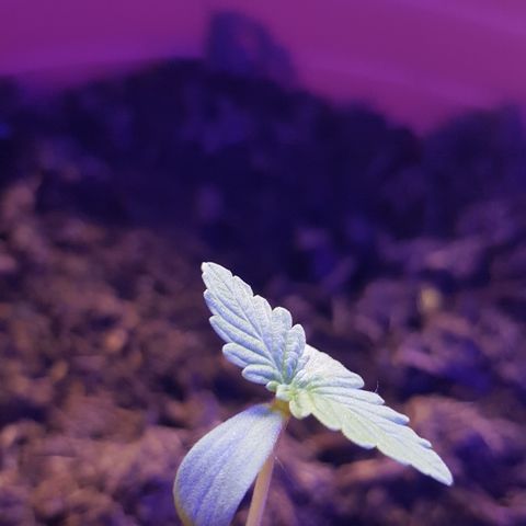 Do-Si-Dos  growlog timeline photo
