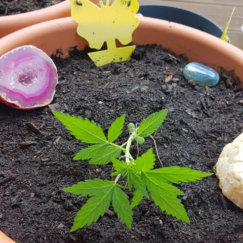 Northern Light growlog photo: Fotos von heute vor/Nach LST anwendung