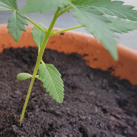 Northern Light growlog photo: Fotos von heute vor/Nach LST anwendung