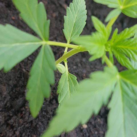 Northern Light growlog photo: Fotos von heute vor/Nach LST anwendung