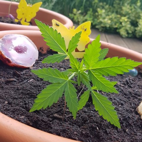 Northern Light growlog photo: Fotos von heute vor/Nach LST anwendung