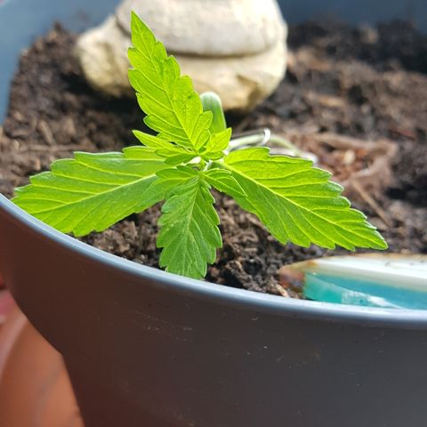 Northern Light growlog photo: Fotos von heute vor/Nach LST anwendung