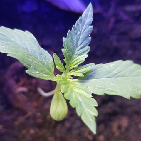 Cookies Gelato growlog timeline photo