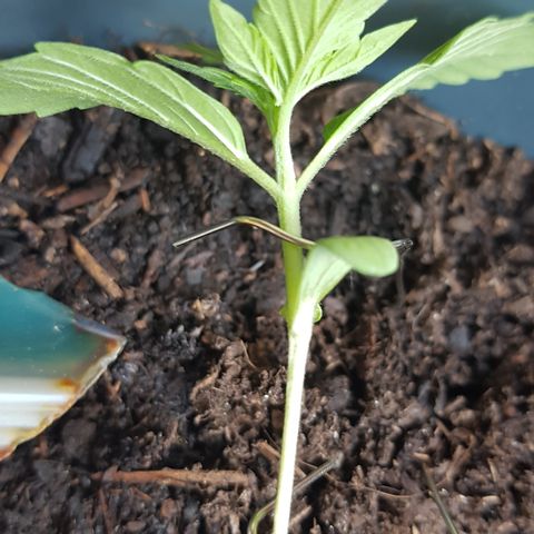 Cookies Gelato growlog timeline photo