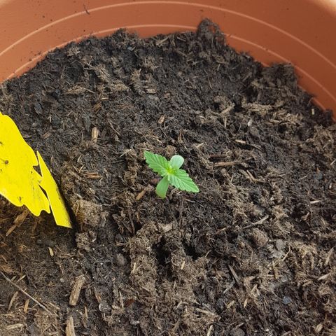 Do-Si-Dos  growlog photo: Wächst gut!
