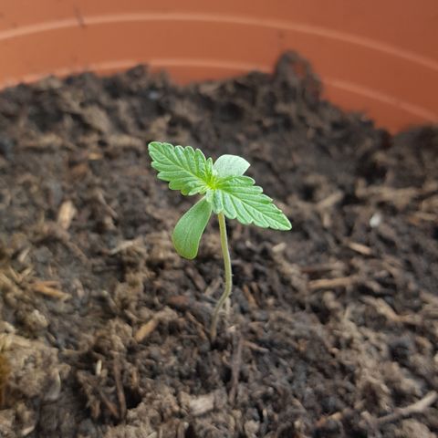 Do-Si-Dos  growlog photo: Wächst gut!
