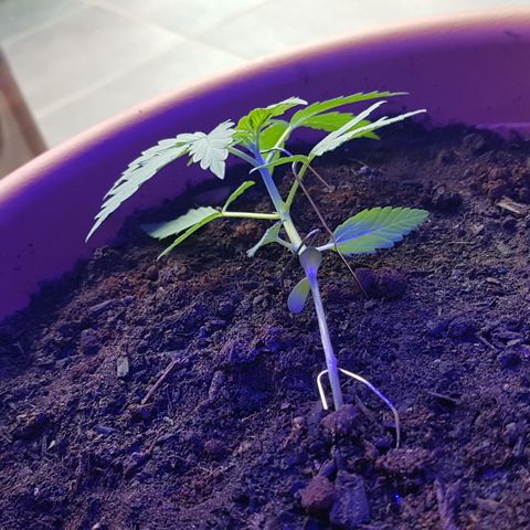 Northern Light growlog photo: LST heute bisl mehr gebogen, Triebe sind minimal gewachsen. Schnelle Anpassung 