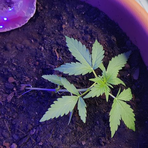 Northern Light growlog photo: LST heute bisl mehr gebogen, Triebe sind minimal gewachsen. Schnelle Anpassung 
