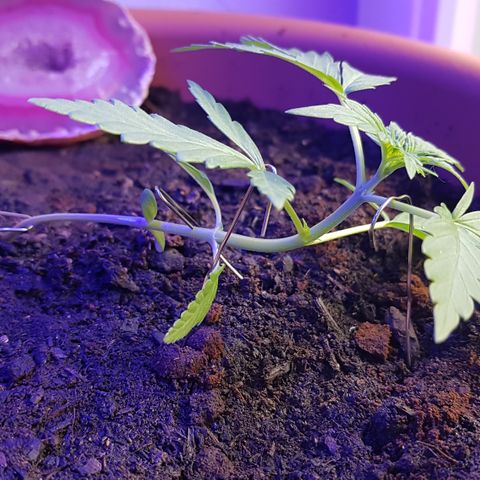Northern Light growlog photo: LST heute bisl mehr gebogen, Triebe sind minimal gewachsen. Schnelle Anpassung 