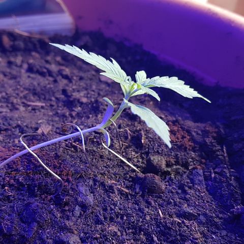 Cookies Gelato growlog photo: Bin gespannt welchen Effekt LST haben wird, da zu früh.. 