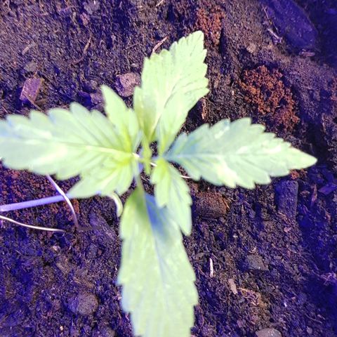 Cookies Gelato growlog photo: Bin gespannt welchen Effekt LST haben wird, da zu früh.. 