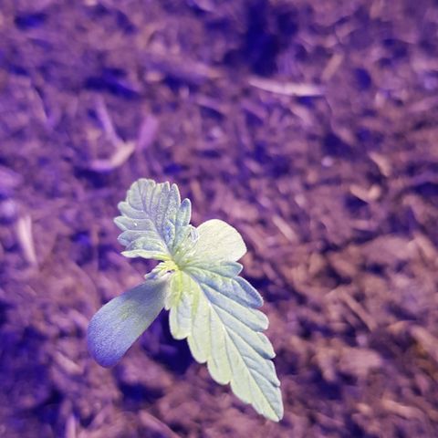 Do-Si-Dos  growlog photo: Hängt bisl drin heute, gestern mit kafeesatz gedüngt und gegossen, vllt zu viel 