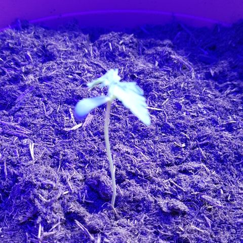 Do-Si-Dos  growlog photo: Hängt bisl drin heute, gestern mit kafeesatz gedüngt und gegossen, vllt zu viel 