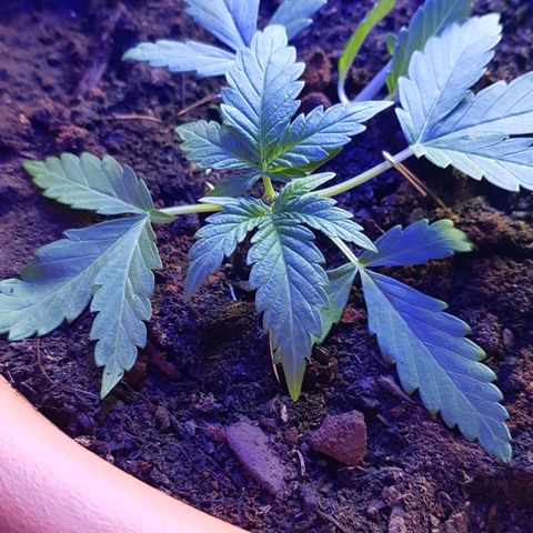 Northern Light growlog photo: Fängt an zu sprießen, gestern Nacht noch Dünger gegeben 