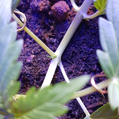 Northern Light growlog photo: Fängt an zu sprießen, gestern Nacht noch Dünger gegeben 