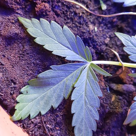 Northern Light growlog photo: Fängt an zu sprießen, gestern Nacht noch Dünger gegeben 