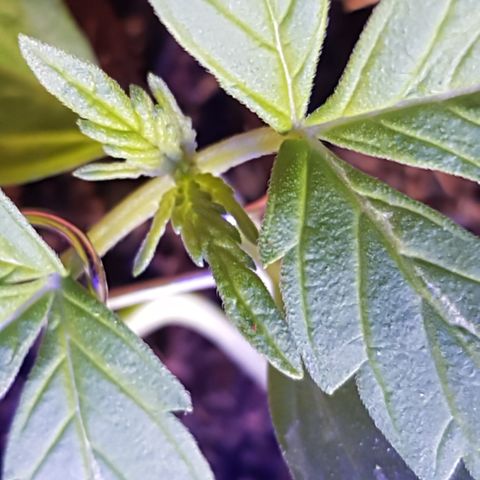 Cookies Gelato growlog timeline photo