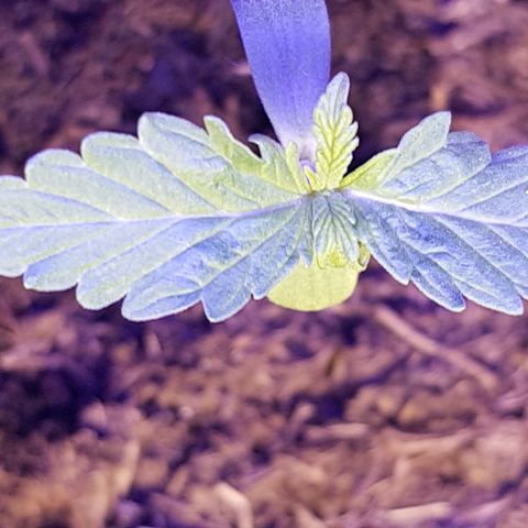 Do-Si-Dos  growlog timeline photo