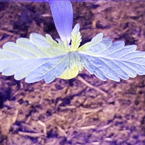 Do-Si-Dos  growlog timeline photo