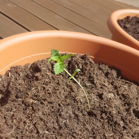 Do-Si-Dos  growlog timeline photo