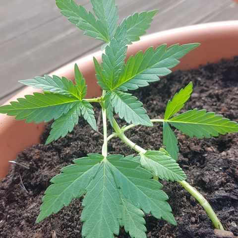 Northern Light growlog timeline photo