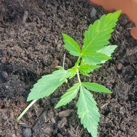 Cookies Gelato growlog timeline photo