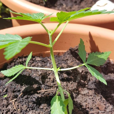 Northern Light growlog photo: Neue Seitentriebe kommen gut 