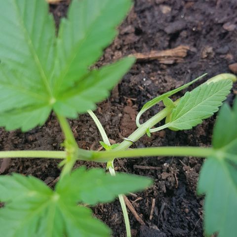 Northern Light growlog photo: Neue Seitentriebe kommen gut 