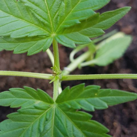 Northern Light growlog photo: Neue Seitentriebe kommen gut 