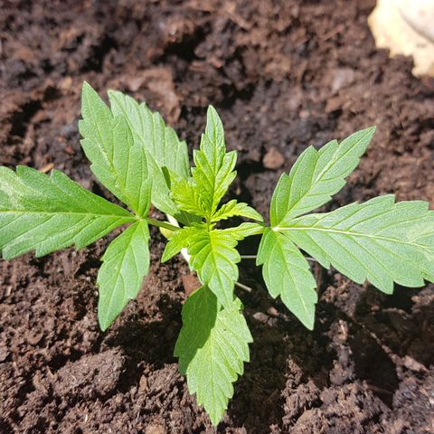 Cookies Gelato growlog timeline photo