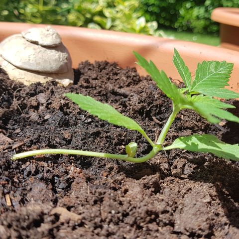 Cookies Gelato growlog timeline photo