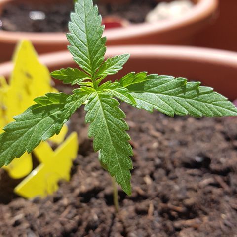 Tangerine Dream  growlog timeline photo