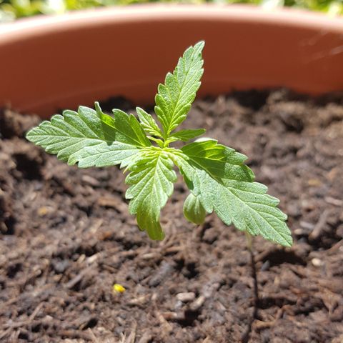 Do-Si-Dos  growlog timeline photo