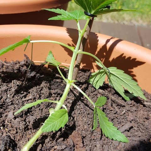 Northern Light growlog timeline photo