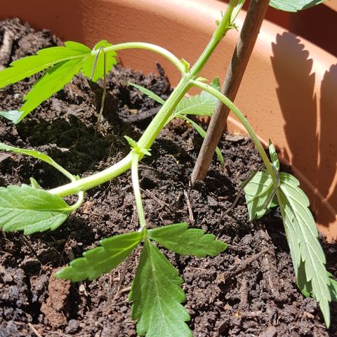 Northern Light growlog timeline photo