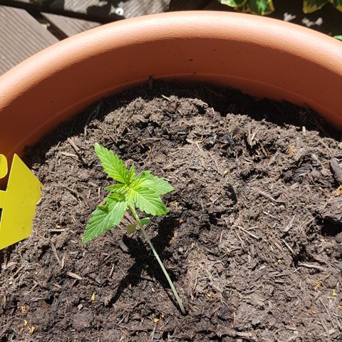Do-Si-Dos  growlog timeline photo