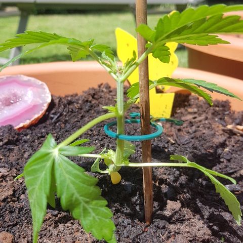 Northern Light growlog timeline photo