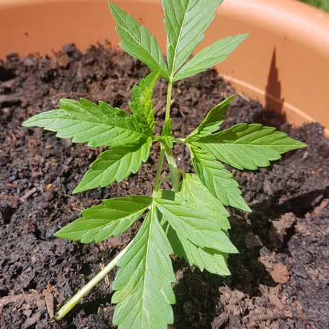 Cookies Gelato growlog timeline photo
