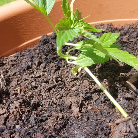Cookies Gelato growlog timeline photo