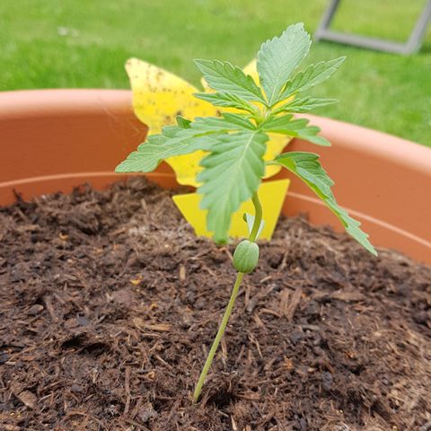 Do-Si-Dos  growlog timeline photo