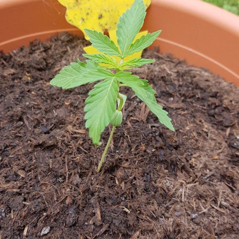 Do-Si-Dos  growlog timeline photo