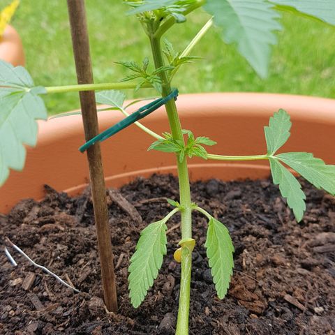 Northern Light growlog photo: Seitentriebe ballern, Keimblätter gehen ein...