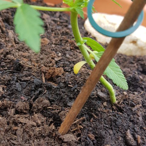 Northern Light growlog photo: Seitentriebe ballern, Keimblätter gehen ein...