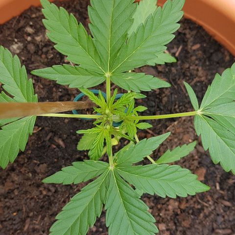 Northern Light growlog photo: Seitentriebe ballern, Keimblätter gehen ein...